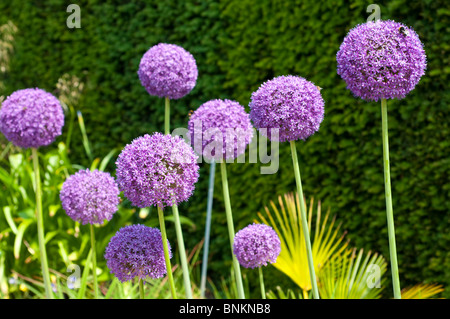 Allium Ambasciatore fiori Foto Stock