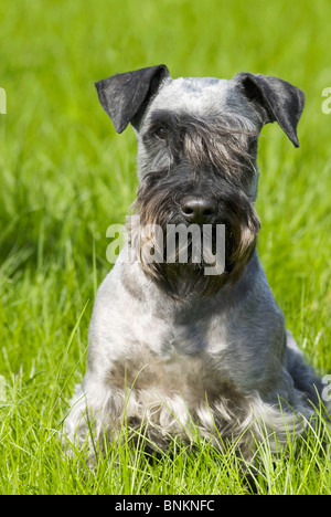 Cesky Terrier cane giacente prato Foto Stock