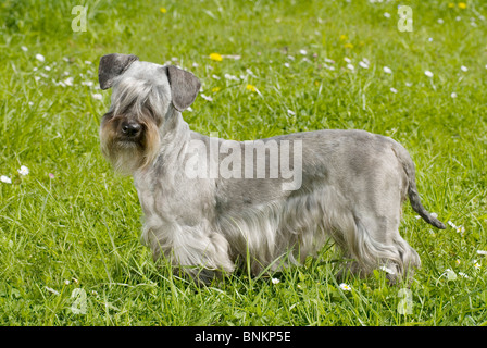 Cesky Terrier cane prato permanente Foto Stock