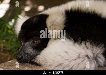 Bianco e nero lemure RUFFED Foto Stock