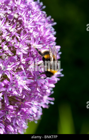Allium Ambasciatore con un'ape Foto Stock
