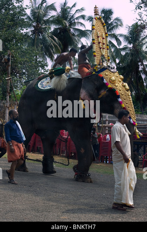 India Kerala Thrissur un imbrigliato elephant durante il Pooram Festival di elefante Foto Stock
