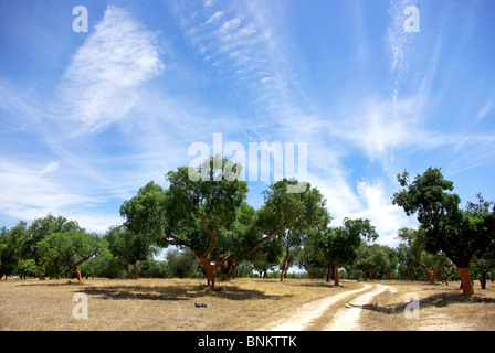 Oaks albero a Portogallo. Foto Stock