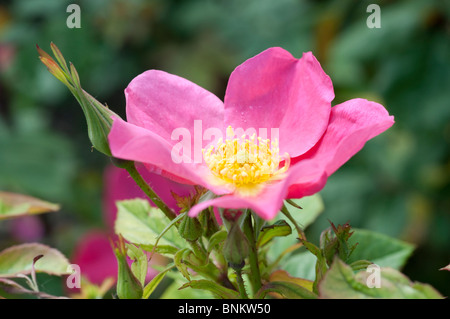 Rosa Rose di Piccardia Ausfudge Foto Stock