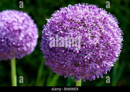 Allium Ambasciatore Foto Stock