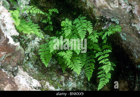 Vescica fragile, felce Cystopteris fragilis, Dovedale, Derbyshire (Peak District) Foto Stock