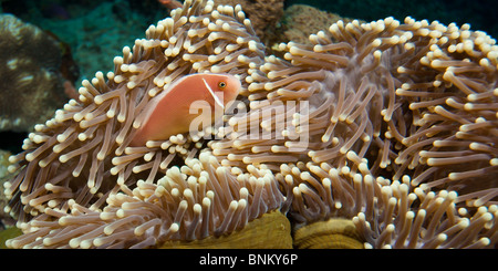 Rosa (Anemonefish Amphiprion perideraion) dal suo anemone Foto Stock