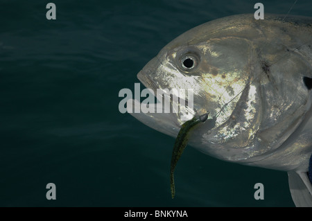 Il potente Jack Crevalle è stato catturato su una DOA in plastica morbida esca in Indian River, Intracoastal Waterway vicino a Stuart Florida. Foto Stock