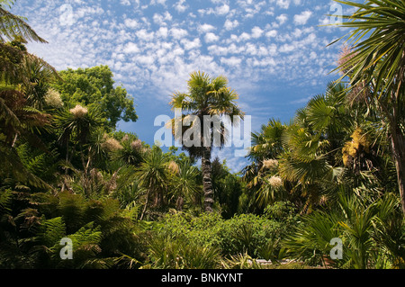 Trebah Gardens Cornwall Inghilterra REGNO UNITO Foto Stock