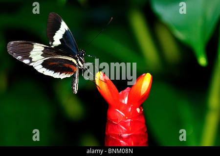 Farfalla su un fiore rosso lampadina. Foto Stock