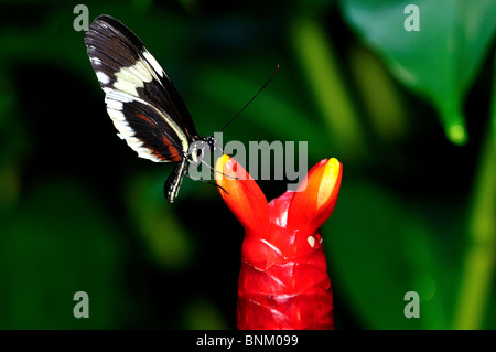 Farfalla su un fiore rosso lampadina. Foto Stock