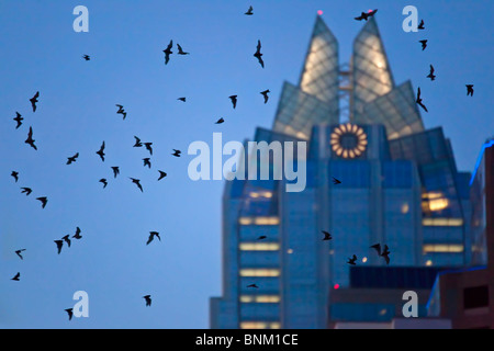 Freetail messicano pipistrelli Tadarida brasiliensis battenti da Congress Avenue Bridge di Austin in Texas USA Foto Stock