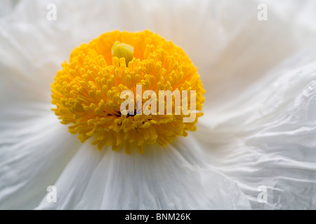 Matilija fiore di papavero Foto Stock