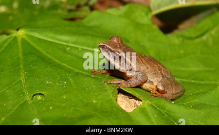 La molla Peeper (Pseudacris senape) in Alabama Foto Stock