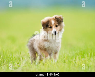 Sheltie, Shetland Sheepdog. Cucciolo in piedi su un prato Foto Stock