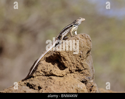 Lucertola di lava su una roccia / Microlophus albemarlensis Foto Stock