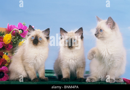Gatto Ragdoll - tre gattini oltre a fiori Foto Stock