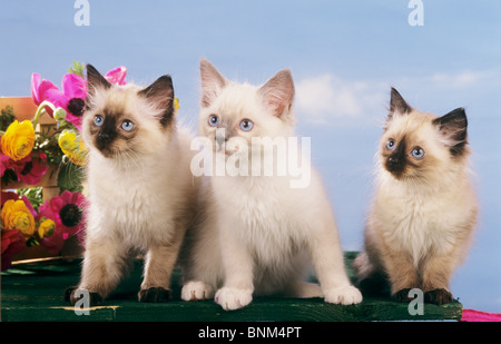 Gatto Ragdoll - tre gattini oltre a fiori Foto Stock