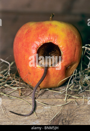 Il topolino in un apple / Mus musculus Foto Stock