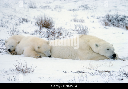 Orso polare (Ursus maritimus). Madre e Due Cuccioli che dormono tranquilli nella tundra Foto Stock