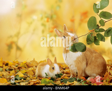 Coniglio nano e cub munching Foto Stock
