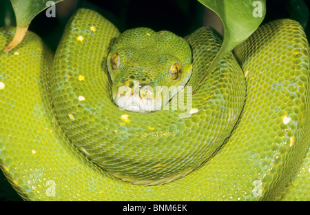 Green Tree python / Morelia viridis Foto Stock