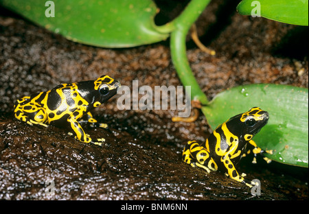 Due giallo-nastrare veleno rane dart - seduta / Dendrobates leucomelas Foto Stock