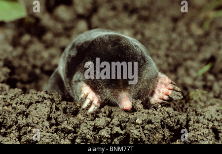 Unione mole (Talpa europaea) su molehill Foto Stock