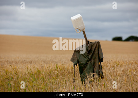 Uno spaventapasseri con una testa in plastica in un campo di grano maturo Foto Stock