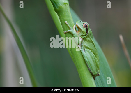 Stripeless Raganella Hyla meridionalis rana ranocchio verde verticale lily seduta close-up natura animale Camargue Francia Foto Stock