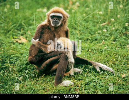 Bianco-consegnato gibbone, lar gibbone (Hylobates lar) . Donna con bambino seduto su un prato Foto Stock