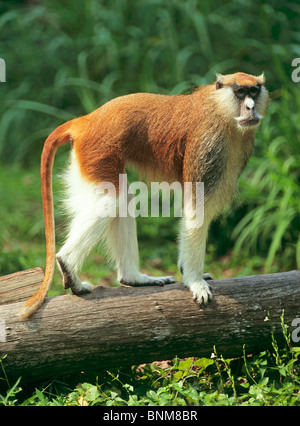 Patas Monkey - in piedi su un tronco di albero / Erythrocebus patas pyrrhonotus Foto Stock