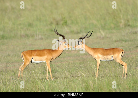 Grant's gazzelle, Nanger granti, il Masai Mara riserva nazionale, Kenya Foto Stock