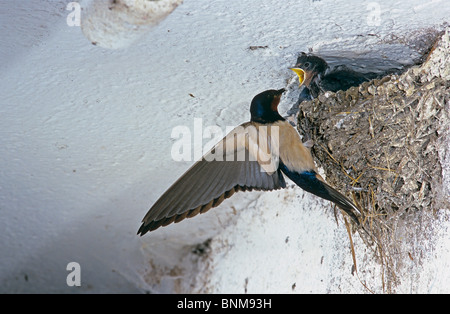 Barn swallow alimenta la sua seduta in un nido / Hirundo rustica Foto Stock
