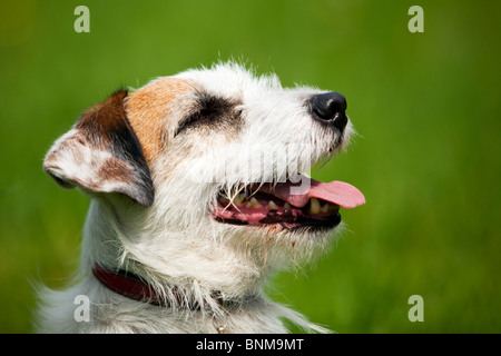Ritratto di un rinzaffate Jack Russell Terrier Foto Stock