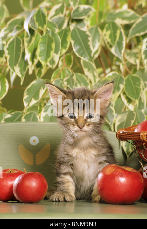 Gatto domestico. Gattino Tabby seduto tra mele rosse Foto Stock