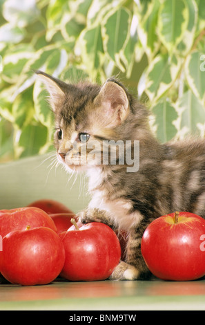 Gatto domestico. Gattino Tabby in piedi tra le mele rosse Foto Stock