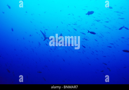 Festone Squalo Martello, subacquea off Darwins Arch. Galapagos. Profondo blu dell'acqua. Ocean Shark. Ocean Predator. Squalo. Scuba. Foto Stock