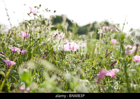 Rosa centinodia Fioritura in estate Foto Stock