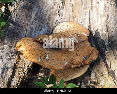 Albero morto coperto di fungo Foto Stock