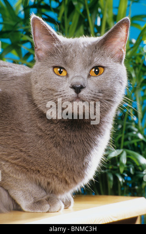 Chartreux Gatto sdraiato ritratto Foto Stock