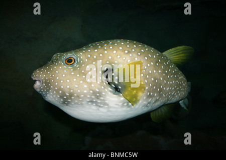 White-spotted Puffer Arothron hispidus Foto Stock