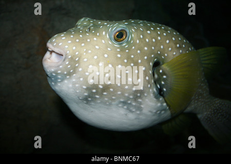 White-spotted Puffer Arothron hispidus Foto Stock