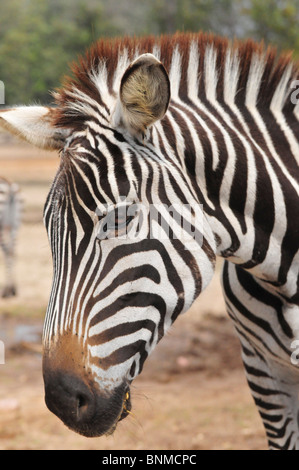 Vista laterale di Grevy Zebra (Equus grevyi) in cattività Foto Stock