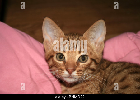Brown Spotted Tabby kitten Foto Stock