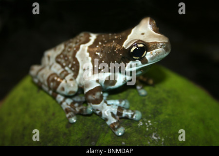 Amazon latte Trachycephalus Rana resinifictrix Foto Stock