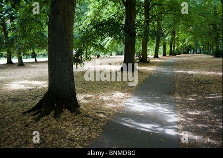 Delicatamente la luce che fluisce attraverso la linea di alberi che fiancheggiano una strada lungo i dorsi, Cambridge Foto Stock