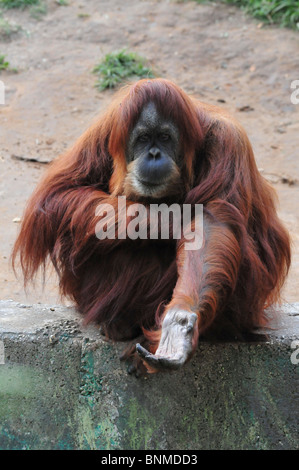 Orangutan, pongo pygmaeus accattonaggio Foto Stock