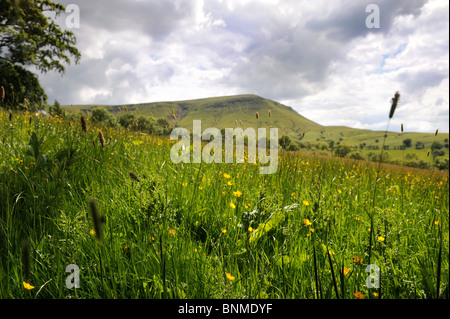 Twmpa o Signore Hereford manopola di una montagna vicino a Hay-on-Wye, POWYS REGNO UNITO Foto Stock