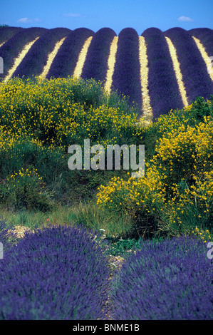 Puimoisson Francia Provence Alpes-de-Haute-Provence campo di lavanda lavanda cespugli di arbusti scope Foto Stock